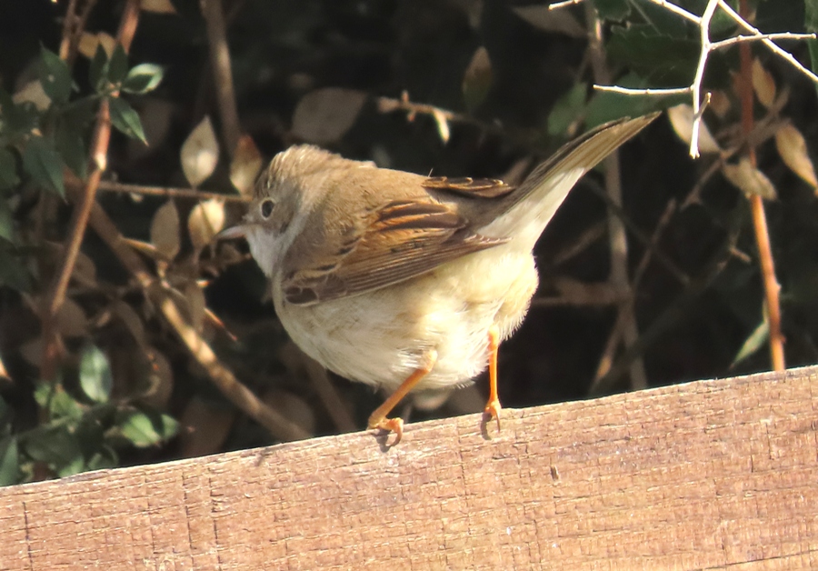 Greater Whitethroat